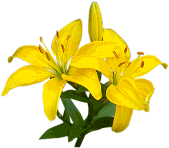 asianliliy.gif