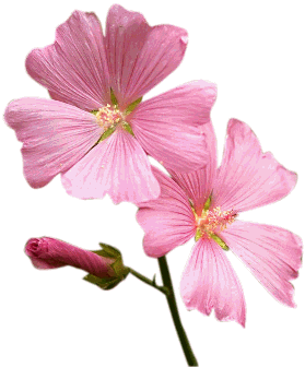 mallow.gif