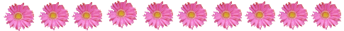 pinkgerbdaisyline.gif